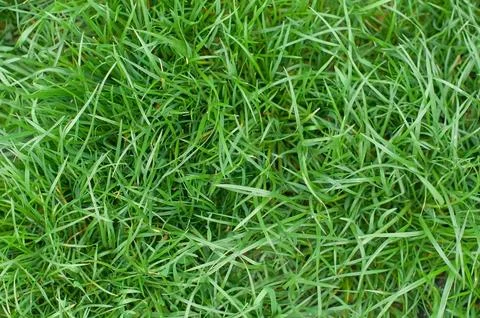 Texture full screen green fresh grass Stock Photos