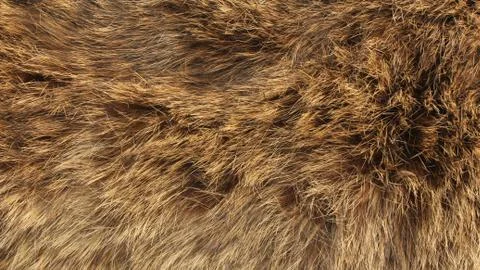 Texture of fur - fox - high resolution Stock Photos