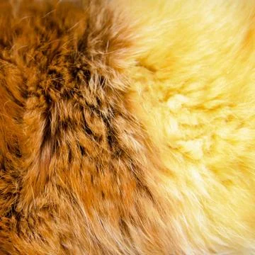 Texture of fur - fox - high resolution Stock Photos