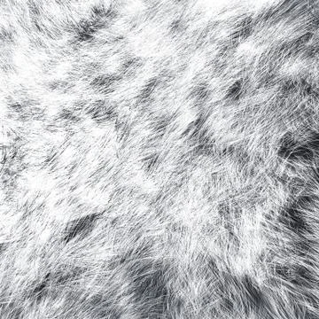 The texture of fur white wolf Stock Illustration