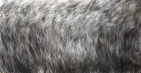 The texture of fur wolf Stockillustratie