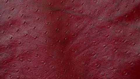 Texture genuine leather close up, embossed under skin dark red ostrich 動画素材 71939591