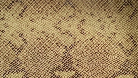 Texture genuine leather close up, embossed under skin sand python, background Stock Footage 71953899