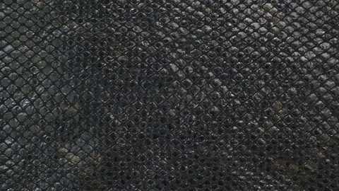 Texture genuine leather close up, embossed under skin black python, background Stock Footage 71973400