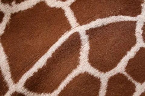 Texture of giraffe Stock Photos
