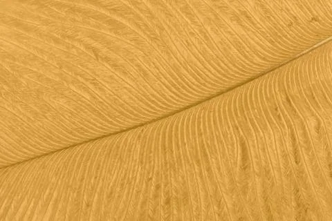 Texture of golden ostrich feather closeup. Abstract background. Stock Photos