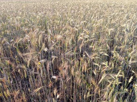 Texture of golden wheat in a field. Stock Photos
