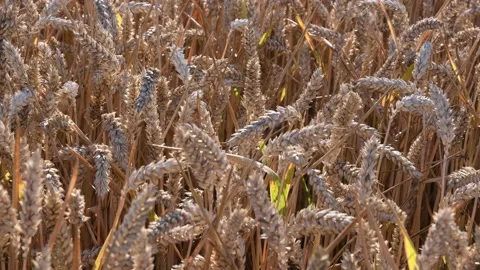 Texture of grain growing for bread production Stock Footage 138746702
