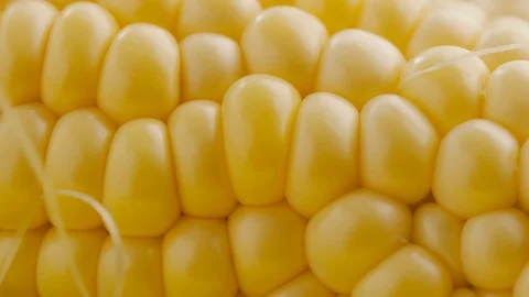 Texture of the grain of ripe corn on the cob Stock Footage 120806275