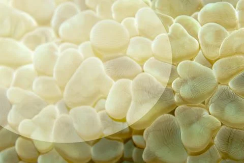 Texture of a grape coral or bubble coral 스톡 사진