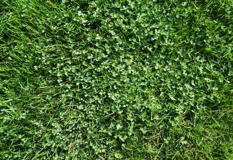 Texture: grass and small clover. Stock Photos