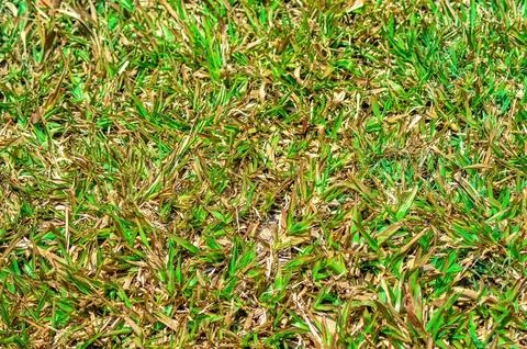 The texture of the grass is a bit dry during the long dry season Stock Photos