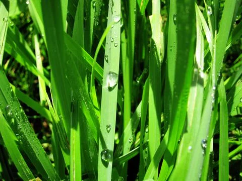 Texture of grass with dew drops defocus Stock Photos