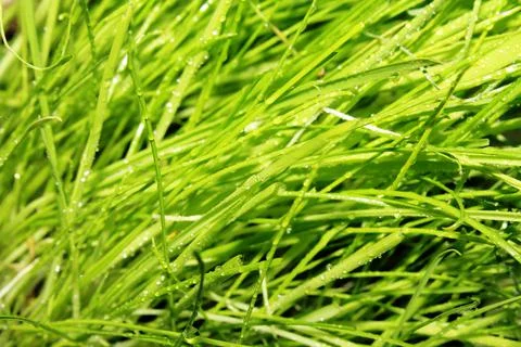 Texture of grass with dew drops defocus Stock Photos