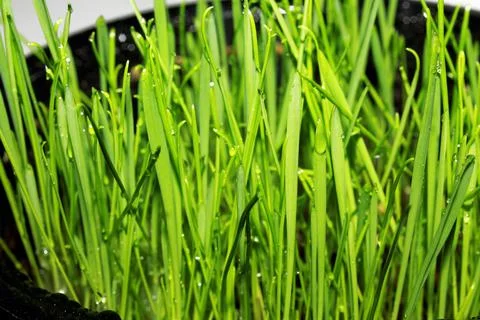 Texture of grass with dew drops defocus Stock Photos