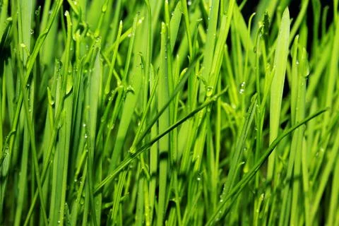 Texture of grass with dew drops defocus Stock Photos