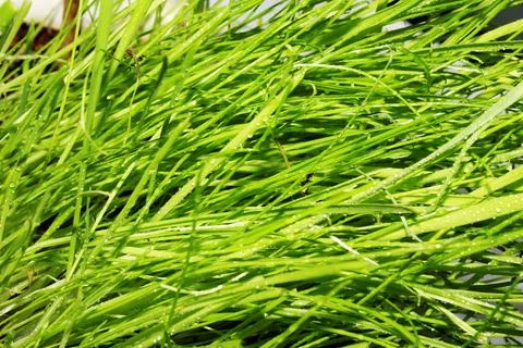 Texture of grass with dew drops defocus Stock Photos