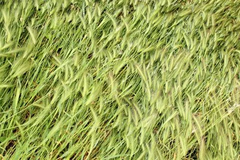 Texture of grass fallen down after thunderstorm  storm Stock Photos