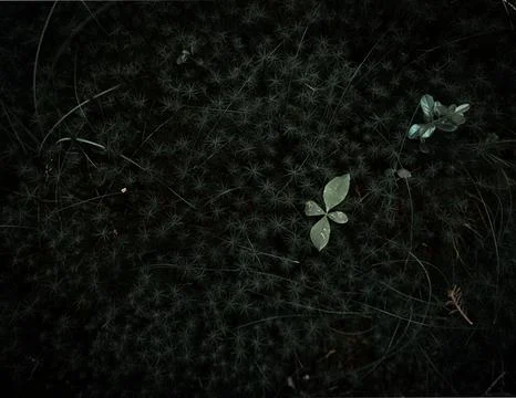 Texture of grass growing in the field Stock Photos