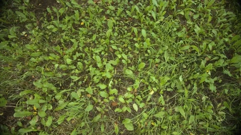 Texture of grass growing in the shade of garden trees. Stock Footage 257766127