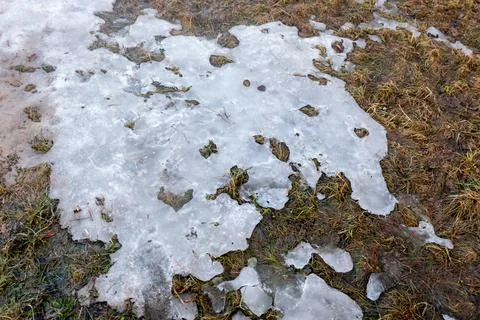 Texture of Grass growing through snow spring Stock Photos