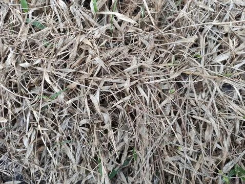 The texture of grass that has dried brown that has been burned by a fire ne.. Stock Photos