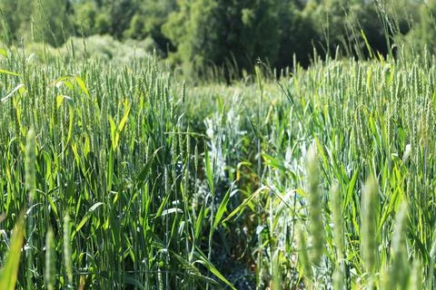 Texture grass. Pattern texture of leaves. Tropical leaves texture. Background Stock Photos