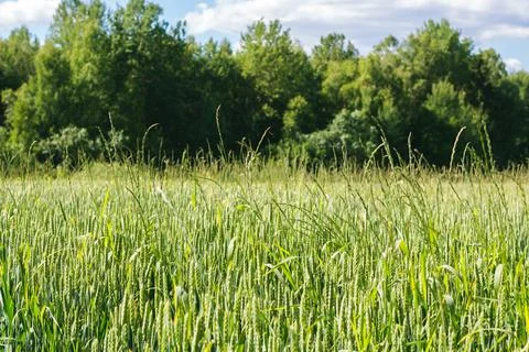 Texture grass. Pattern texture of leaves. Tropical leaves texture. Background Stock Photos