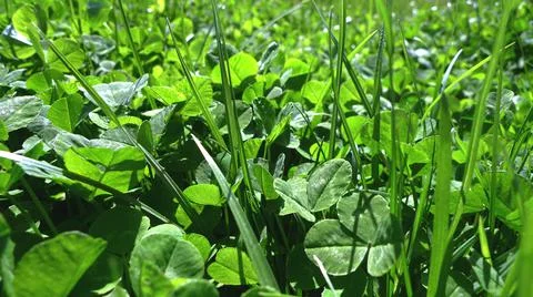 Texture grass. Pattern texture of leaves. Tropical leaves texture. Background Stock Photos