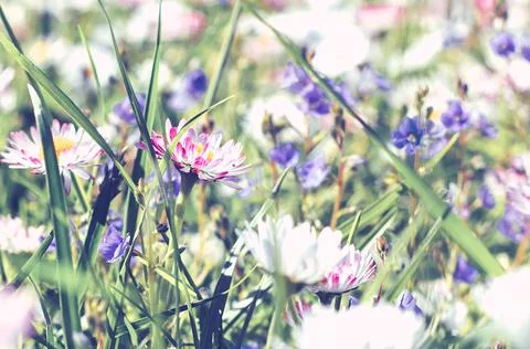 Texture grass. Pattern texture of leaves. Tropical leaves texture. Background Stock Photos