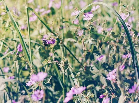 Texture grass. Pattern texture of leaves. Tropical leaves texture. Background Stock Photos
