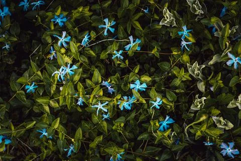 Texture grass. Pattern texture of leaves. Plants texture for designers. Tropi Stock Photos