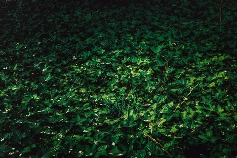 Texture grass. Pattern texture of leaves. Tropical leaves texture. Background Stock Photos