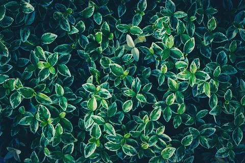 Texture grass. Pattern texture of leaves. Tropical leaves texture. Background Stock Photos