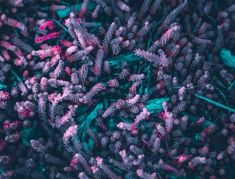 Texture grass. Pattern texture of leaves. Tropical leaves texture. Background Stock Photos