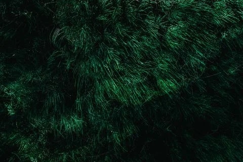 Texture grass. Pattern texture of leaves. Tropical leaves texture. Background Stock Photos