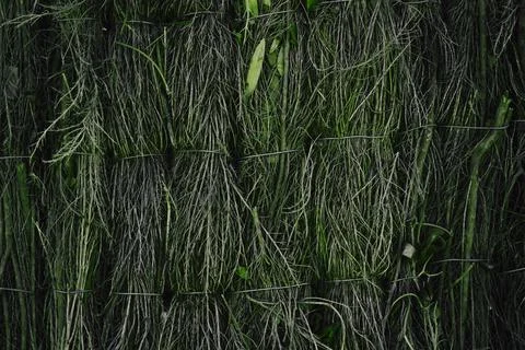 Texture grass. Pattern texture of leaves. Tropical leaves texture. Background Stock Photos