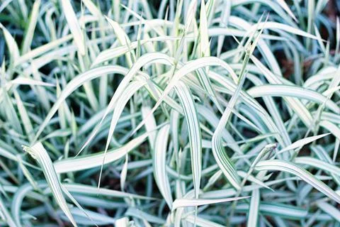 Texture grass. Pattern texture of leaves. Tropical leaves texture. Background Stock Photos