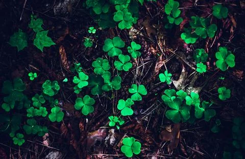 Texture grass. Pattern texture of leaves. Plants texture for designers. Tropi Stock Photos