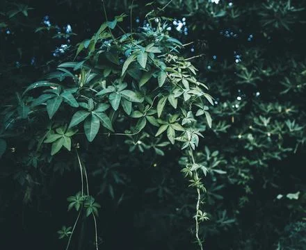 Texture grass. Pattern texture of leaves. Tropical leaves texture. Background Stock Photos