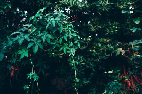 Texture grass. Pattern texture of leaves. Tropical leaves texture. Background Stock Photos