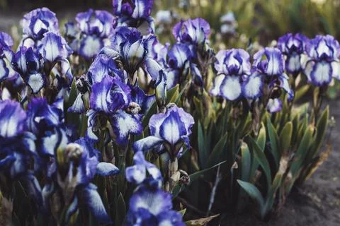 Texture grass. Pattern texture of leaves. Tropical leaves texture. Background Stock Photos