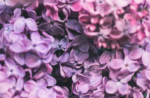 Texture grass. Pattern texture of leaves. Tropical leaves texture. Background Stock Photos
