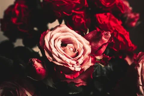 Texture grass. Pattern texture of leaves. Tropical leaves texture. Background Stock Photos