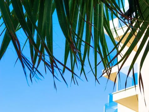 Texture grass. Pattern texture of leaves. Tropical leaves texture. Background Stock Photos