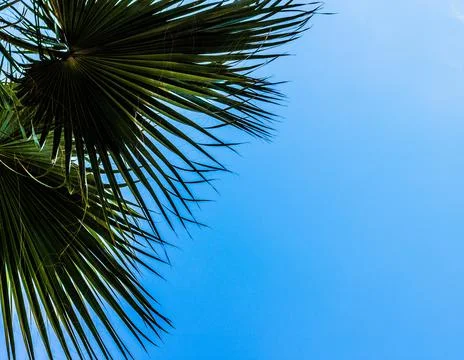 Texture grass. Pattern texture of leaves. Tropical leaves texture. Background Foto stock