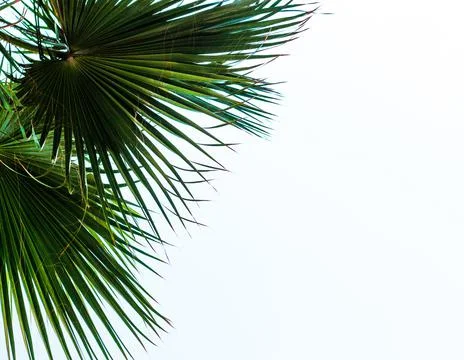 Texture grass. Pattern texture of leaves. Tropical leaves texture. Background Foto stock