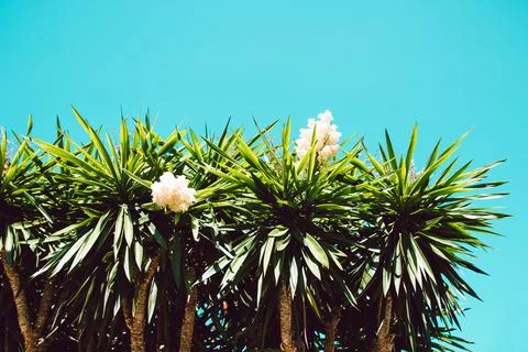 Texture grass. Pattern texture of leaves. Tropical leaves texture. Background Stock Photos