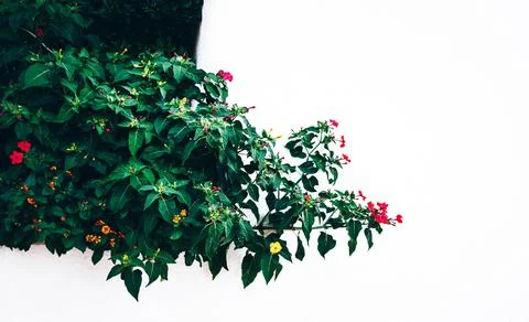 Texture grass. Pattern texture of leaves. Tropical leaves texture. Background Stock Photos