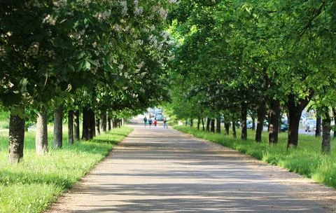 Texture grass. Pattern texture of leaves. Tropical leaves texture. Background Stock Photos